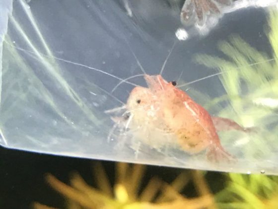 レッドチェリーシュリンプの飼い方の実写記録 1
