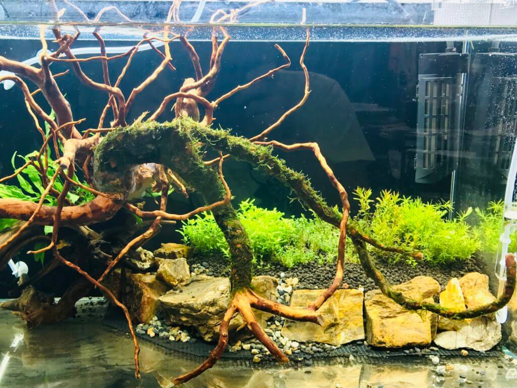 60cm水草水槽の立ち上げ方の実写記録 3