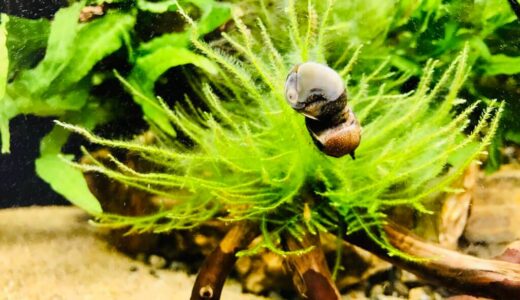 サザエ石巻貝の飼育方法