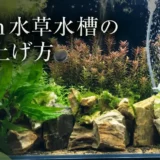 60cm水草水槽の立ち上げ方のアイキャッチ