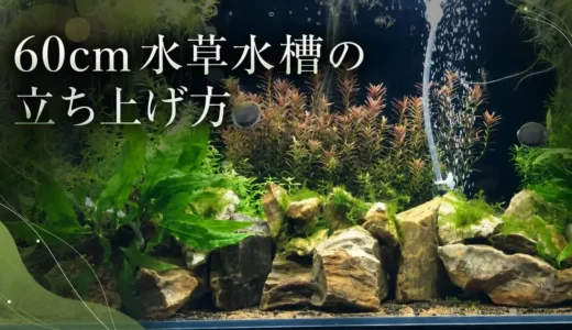 60cm水草水槽の立ち上げ方｜初心者向け手順を写真で解説