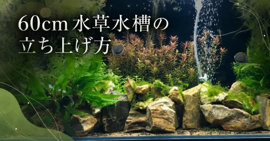 60cm水草水槽の立ち上げ方のアイキャッチ