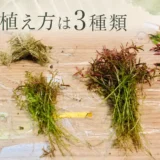 水草の植え方は3種類のアイキャッチ