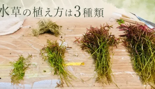 水草の植え方は3種類｜植える・活着・浮かべる方法