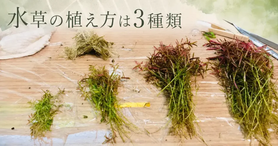 水草の植え方は3種類のアイキャッチ