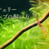 レッドチェリーシュリンプの飼い方のアイキャッチ
