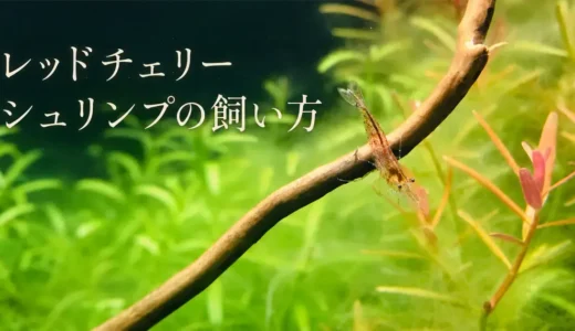 レッドチェリーシュリンプの飼い方｜繁殖・抱卵・水温