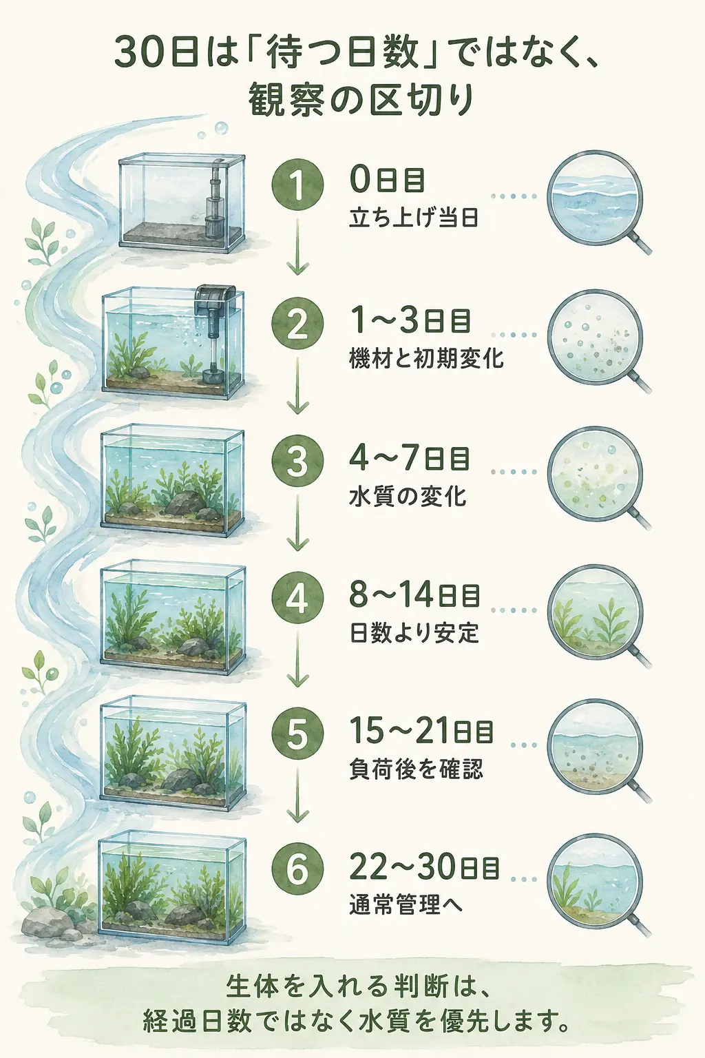 水槽立ち上げ30日の行動例の要点図解