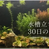 水槽立ち上げ30日の行動例のアイキャッチ