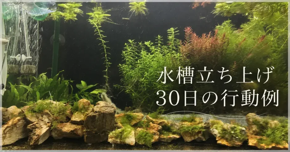 水槽立ち上げ30日の行動例のアイキャッチ