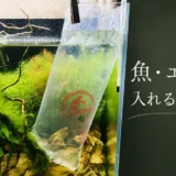 水槽に魚・エビを入れるタイミングのアイキャッチ