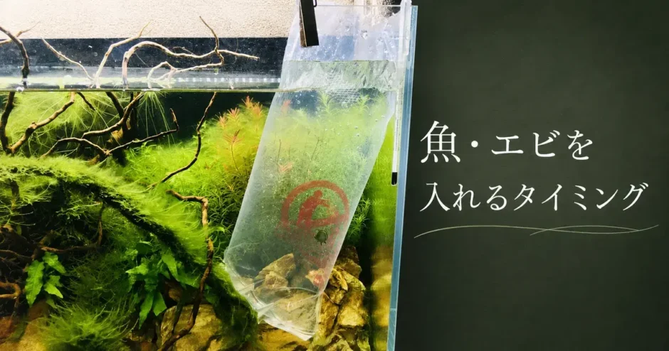 水槽に魚・エビを入れるタイミングのアイキャッチ