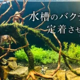 「水槽が立ち上がる」ってどういうこと？いつ魚を入れていい？