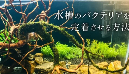 「水槽が立ち上がる」ってどういうこと？いつ魚を入れていい？