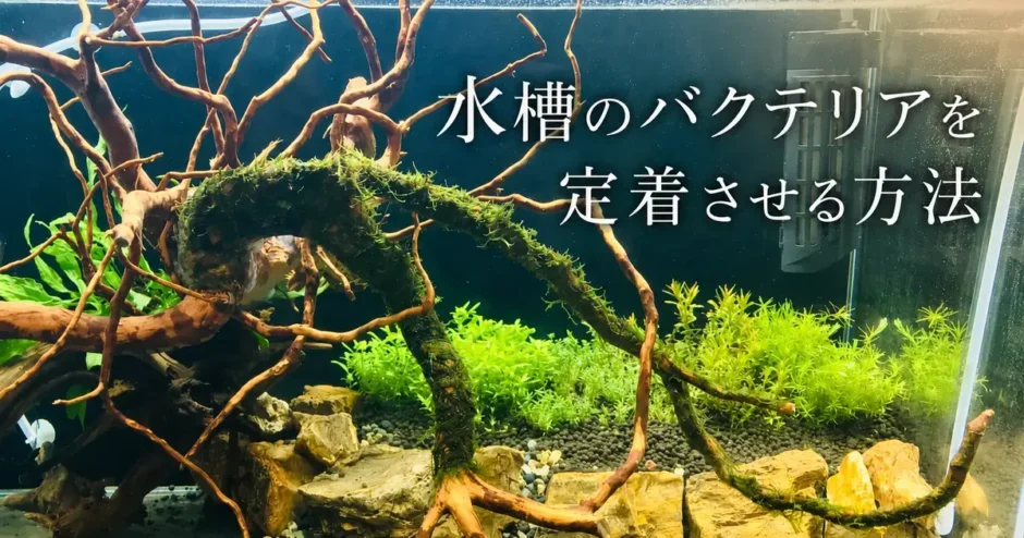 水槽のバクテリアを定着させる方法のアイキャッチ