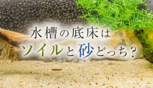 ソイルと砂、初心者にはどっちがいい？どれくらい敷く？