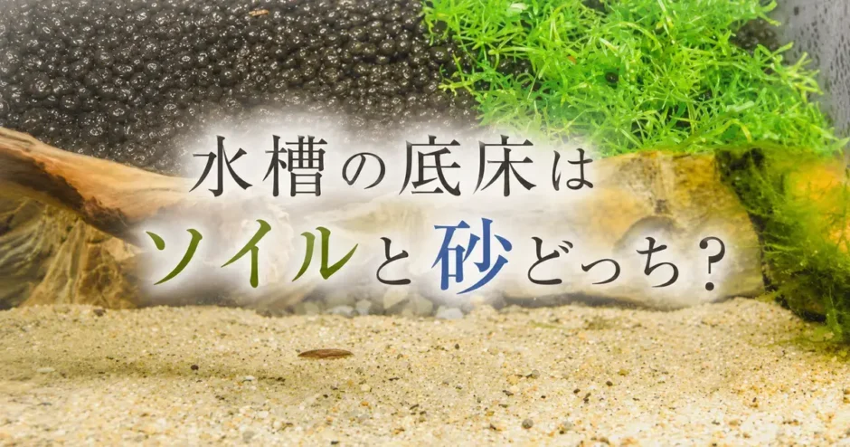 水槽の底床はソイルと砂どっち？違い・選び方・敷き方のアイキャッチ