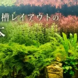 水草水槽のレイアウトは何から考える？石を自然に置くコツは？