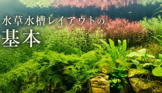 水草水槽のレイアウトは何から考える？石を自然に置くコツは？