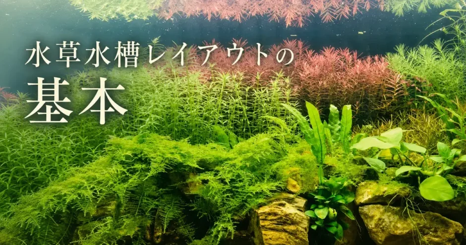 水草水槽レイアウトの基本のアイキャッチ