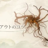 流木が浮く・白いものが出る。新しい流木はどう扱えばいい？