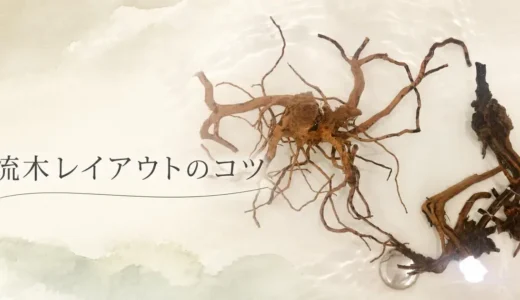 流木が浮く・白いものが出る。新しい流木はどう扱えばいい？