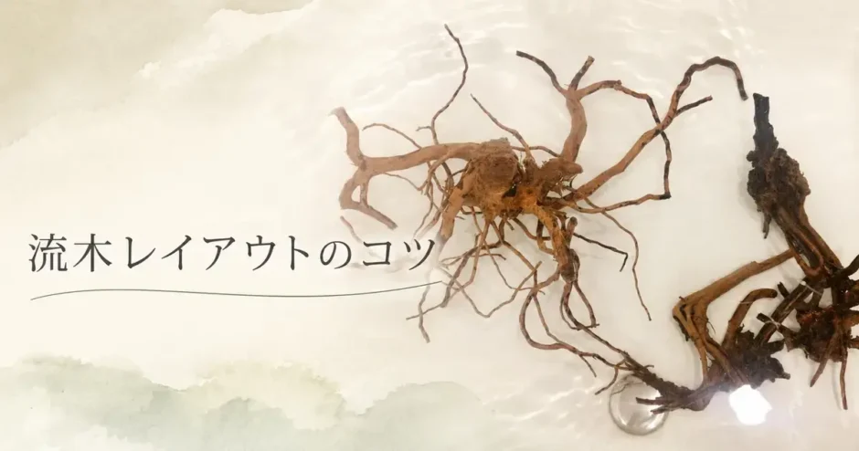 流木レイアウトのコツのアイキャッチ