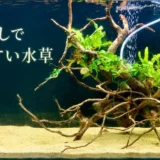 初心者向けの水草は？CO2なしでも育つ？