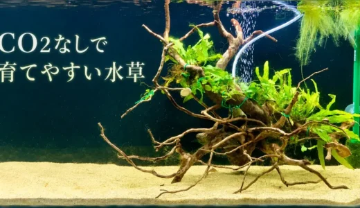 初心者向けの水草は？CO2なしでも育つ？