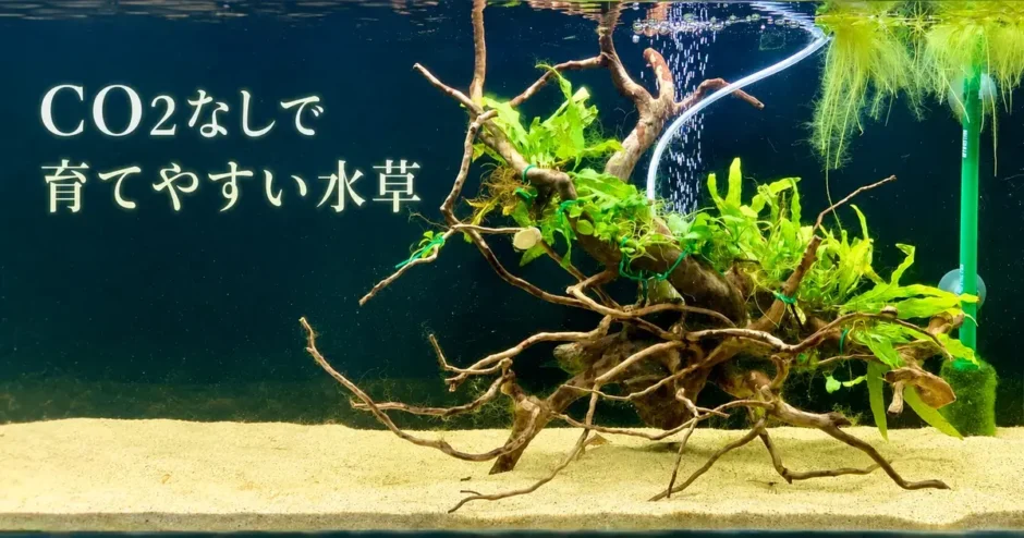 CO2なしで育てやすい水草のアイキャッチ