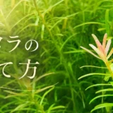 ロタラの育て方のアイキャッチ