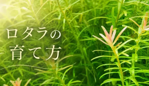 ロタラはどこを切ればいい？トリミングするとどうなる？