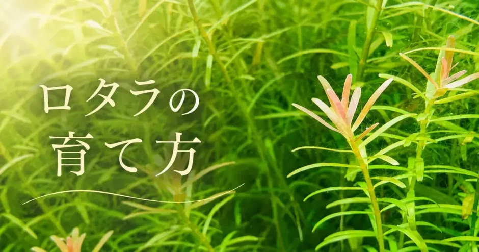 ロタラの育て方のアイキャッチ