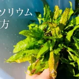 ミクロソリウムとアヌビアスはどう育てる？根茎・増やし方・葉が傷むとき