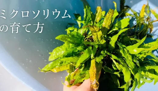 ミクロソリウムとアヌビアスはどう育てる？根茎・増やし方・葉が傷むとき