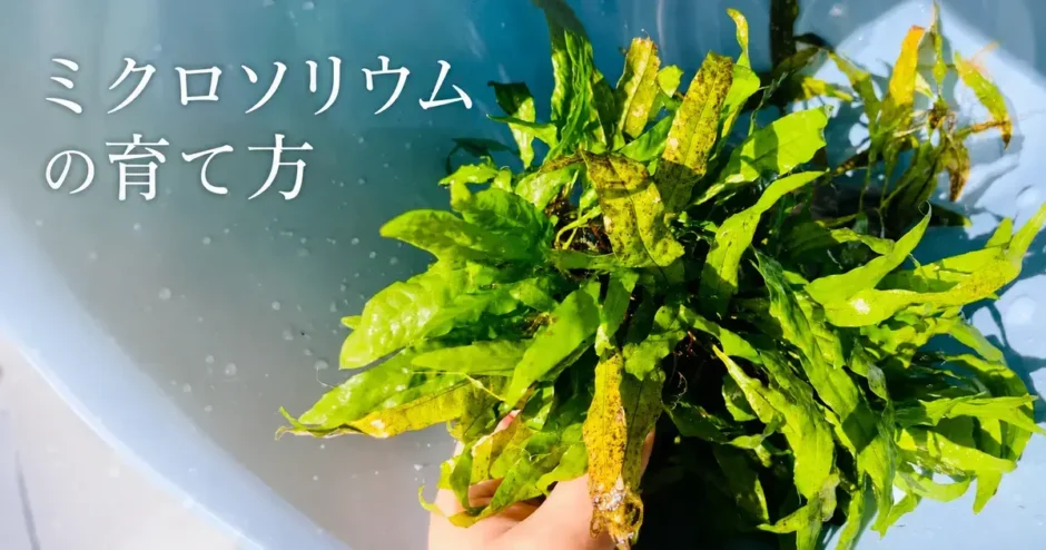 ミクロソリウムの育て方のアイキャッチ