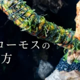 ウィローモスはどうやって流木や石に付ける？