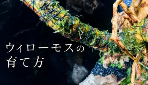 ウィローモスはどうやって流木や石に付ける？
