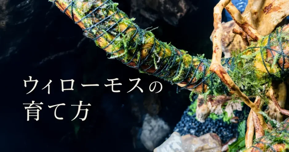 ウィローモスの育て方のアイキャッチ