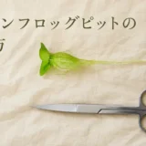 アマゾンフロッグピットが増えすぎたらどうする？