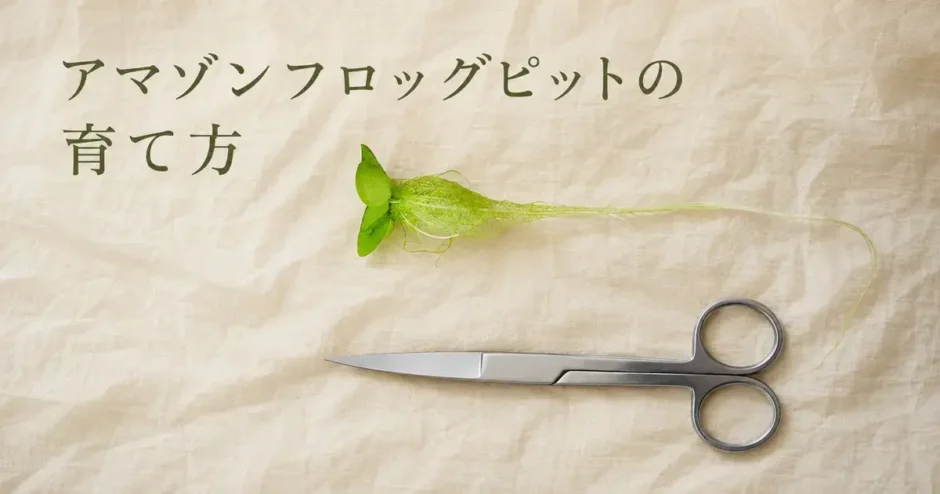 アマゾンフロッグピットの育て方のアイキャッチ