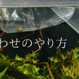 買ってきた魚やエビはどうやって水槽に入れる？水合わせって何？