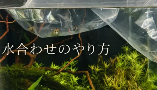 買ってきた魚やエビはどうやって水槽に入れる？水合わせって何？