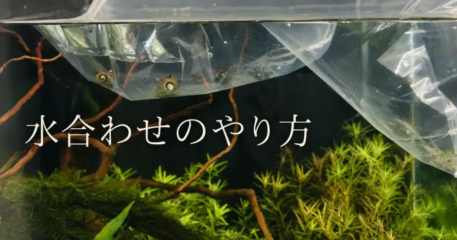 水合わせのやり方のアイキャッチ