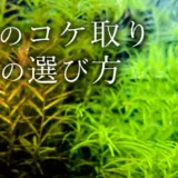 水槽のコケ取り生体の選び方のアイキャッチ