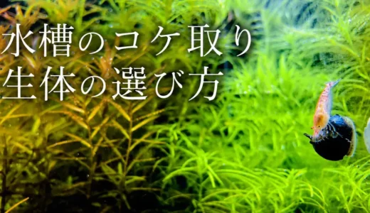 コケ取り生体は何を入れる？ヤマトヌマエビは60cmに何匹？