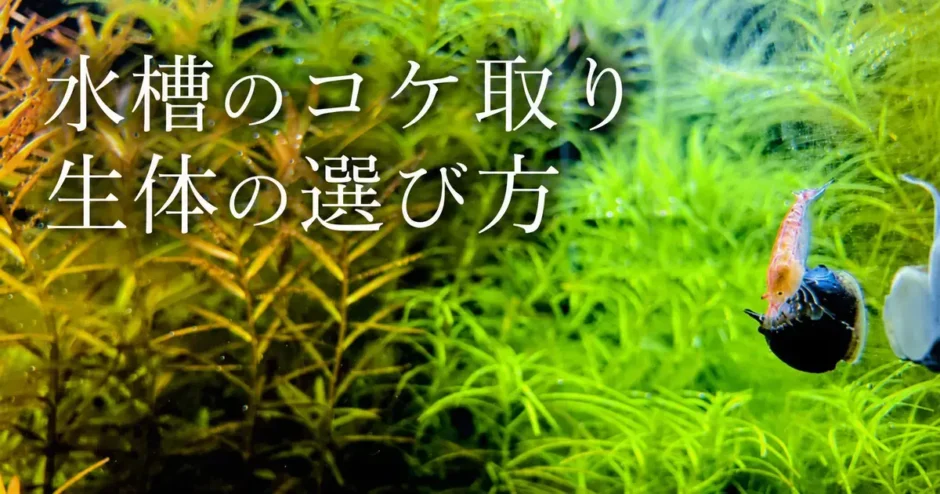 水槽のコケ取り生体の選び方のアイキャッチ