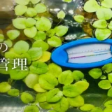 水槽の水温管理のアイキャッチ