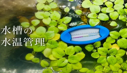水温は何度がいい？水温計とヒーターはどこに置く？