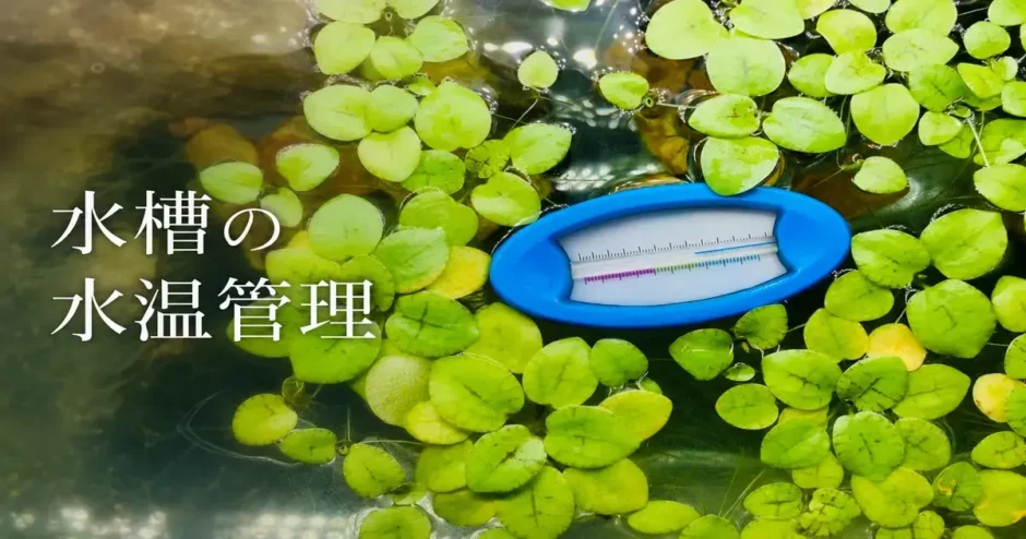 水槽の水温管理のアイキャッチ